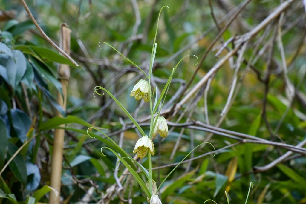 Fritillaria (Bei Mu)