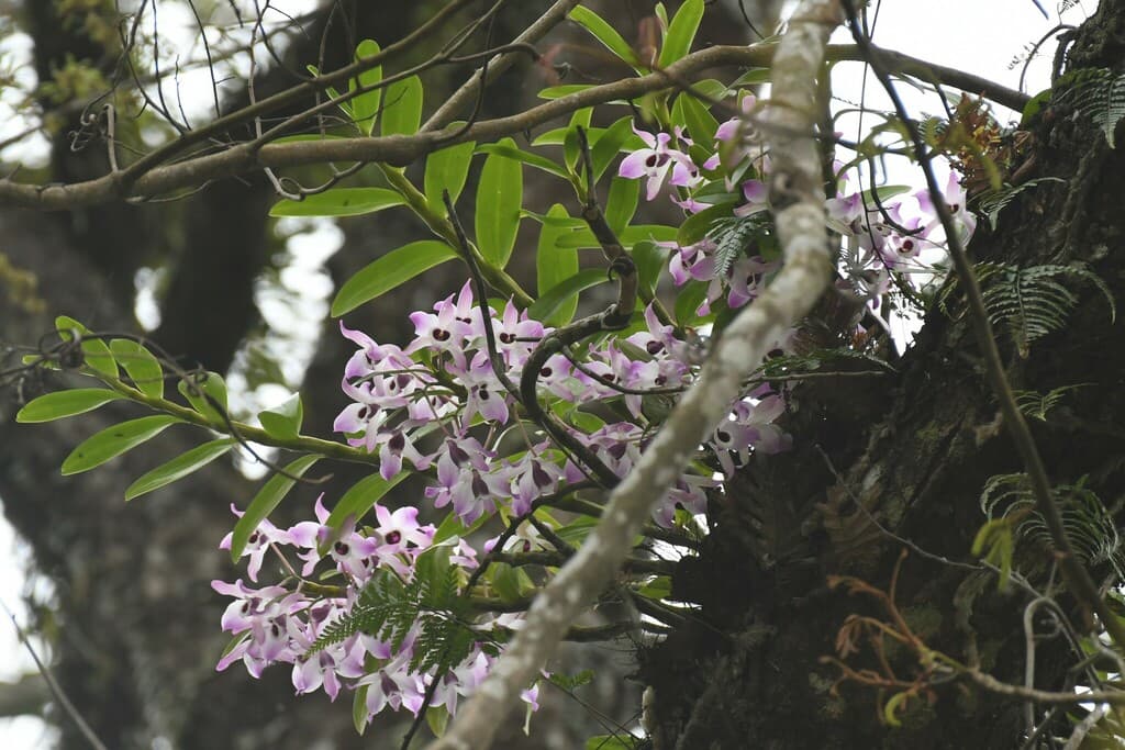 Dendrobium (Shi Hu)