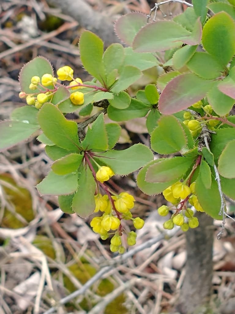 Barberry