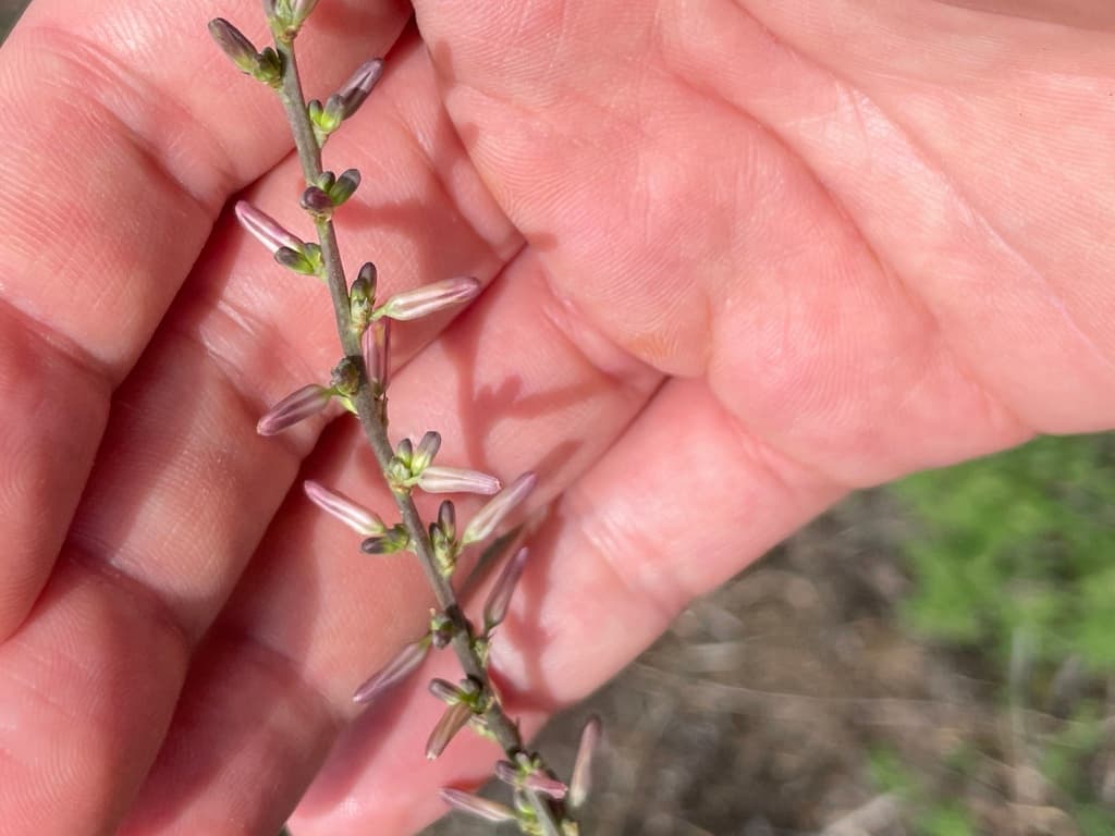 Anemarrhena (Zhi Mu)