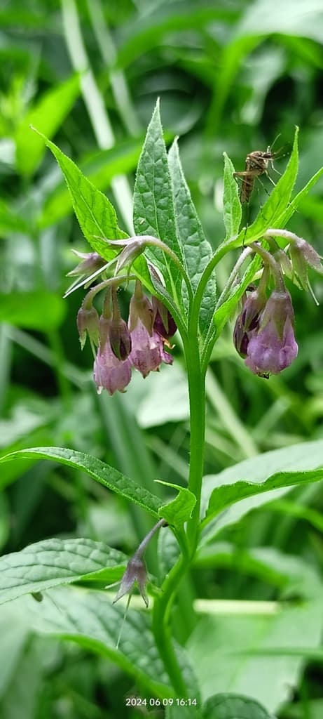 Comfrey