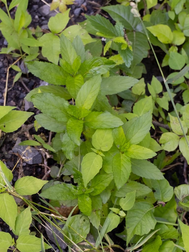 Peppermint (digestive focus)