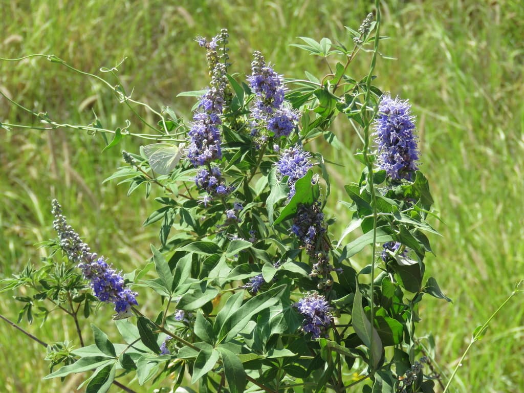 Vitex (Chaste Tree)
