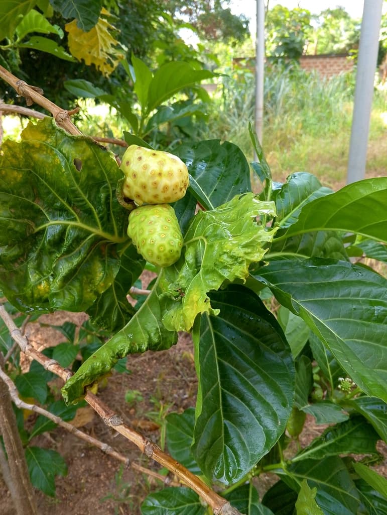 Morinda Root (Ba Ji Tian)