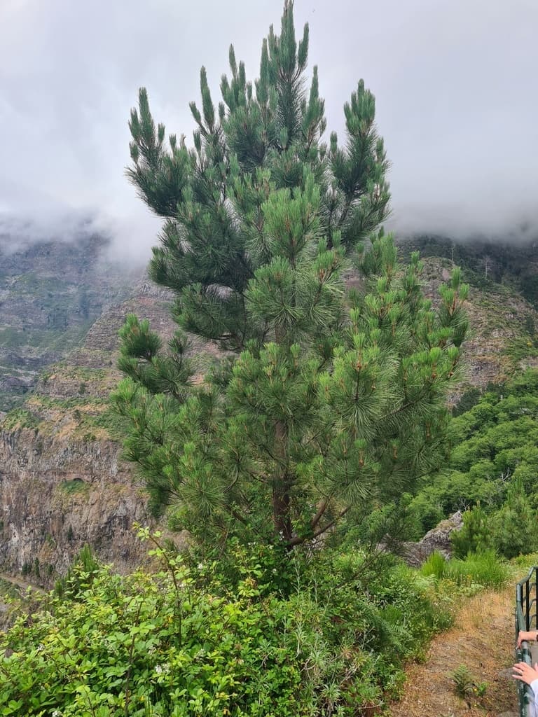 Pine Bark (Pycnogenol)