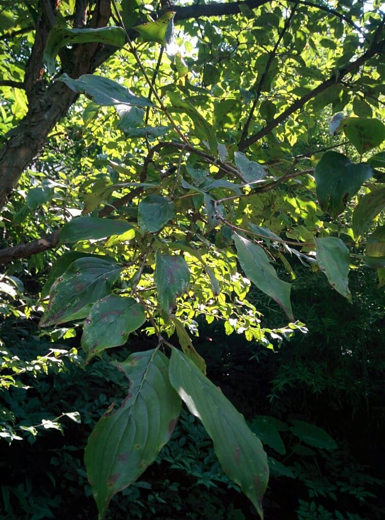Cornus (Shan Zhu Yu)