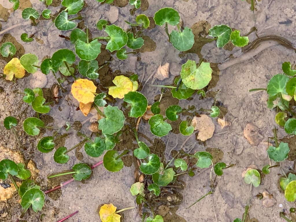 Gotu Kola (Mandukaparni)
