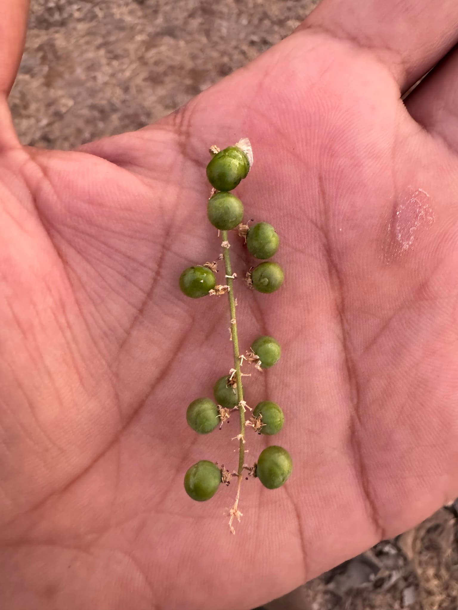 Malkangni (Jyotishmati)