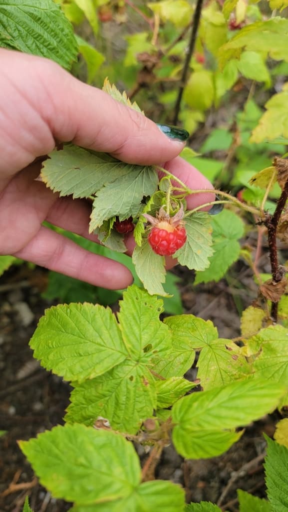 Raspberry Leaf (Red Raspberry)