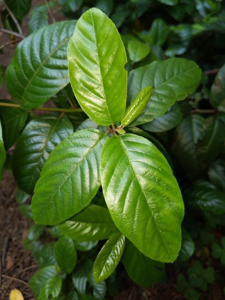 Cascara Sagrada