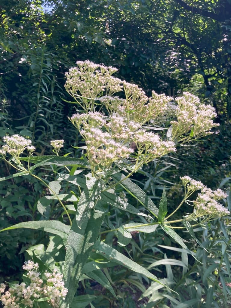 Boneset