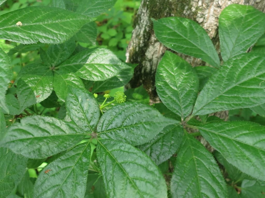 Eleuthero (Wu Jia Pi)