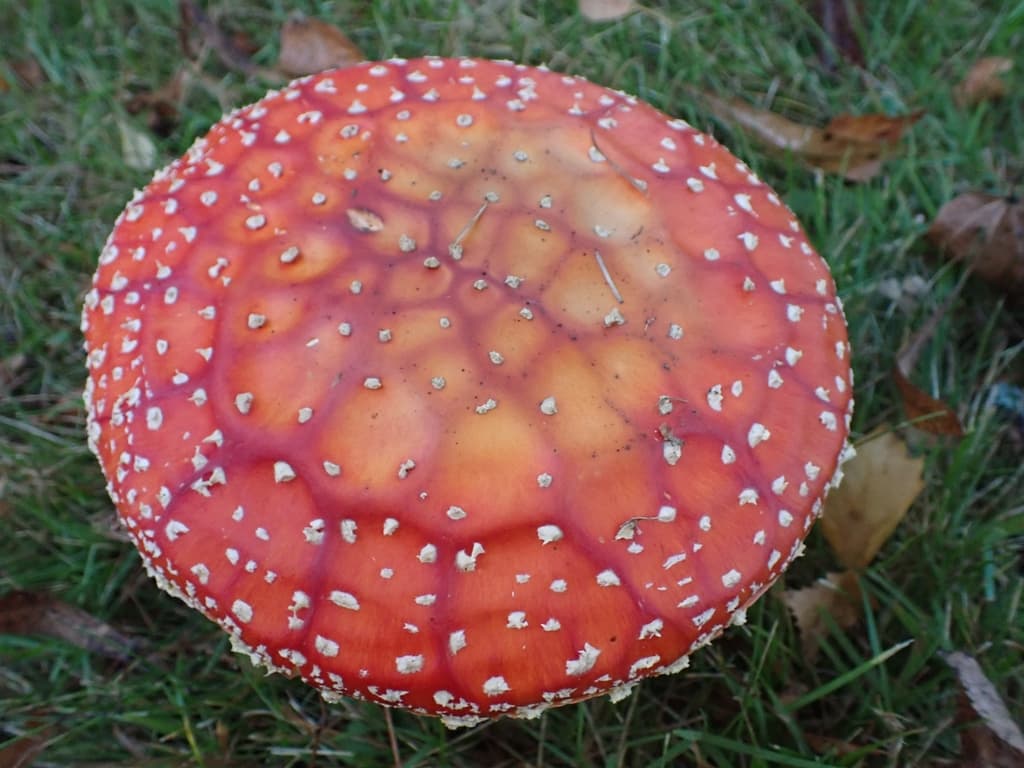 Fly Agaric