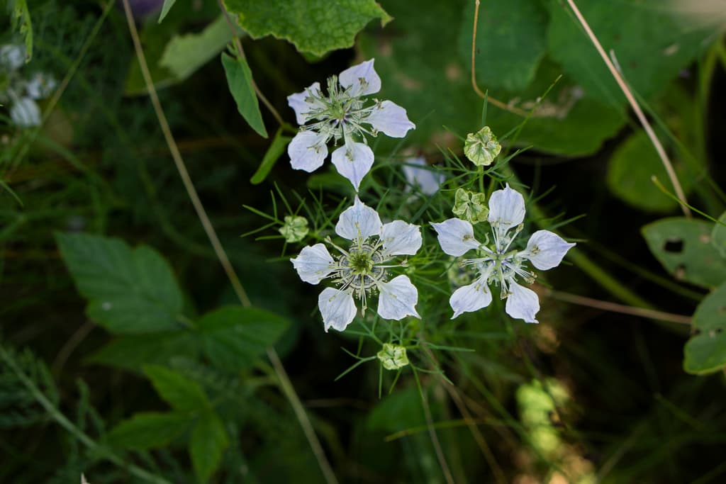 Black Seed / Nigella
