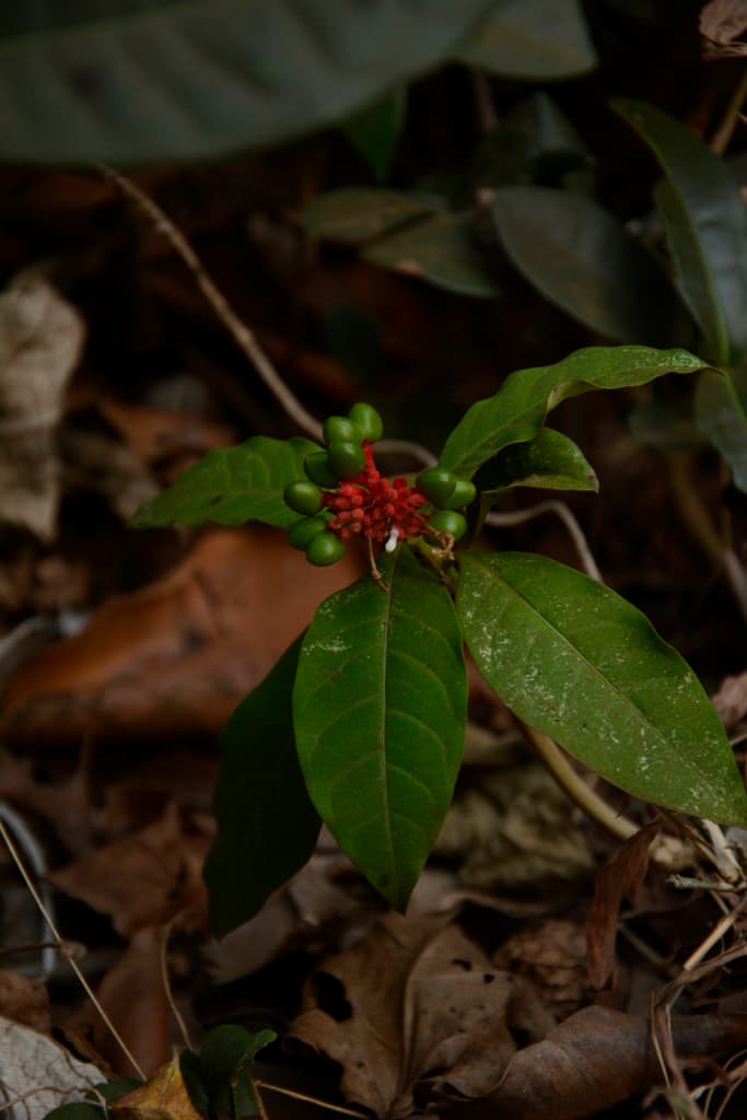 Rauwolfia (Sarpagandha)