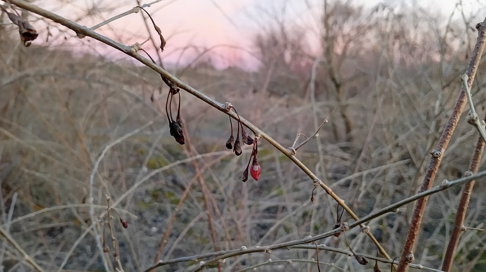 Lycium (Gou Qi Zi / Wolfberry)