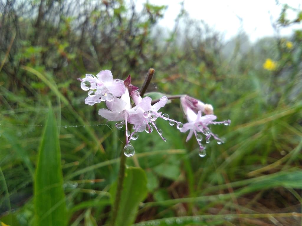Jatamansi (Spikenard)