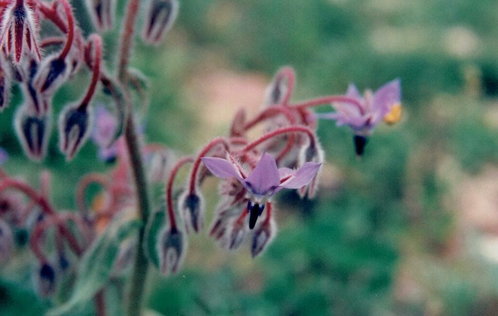 Borage