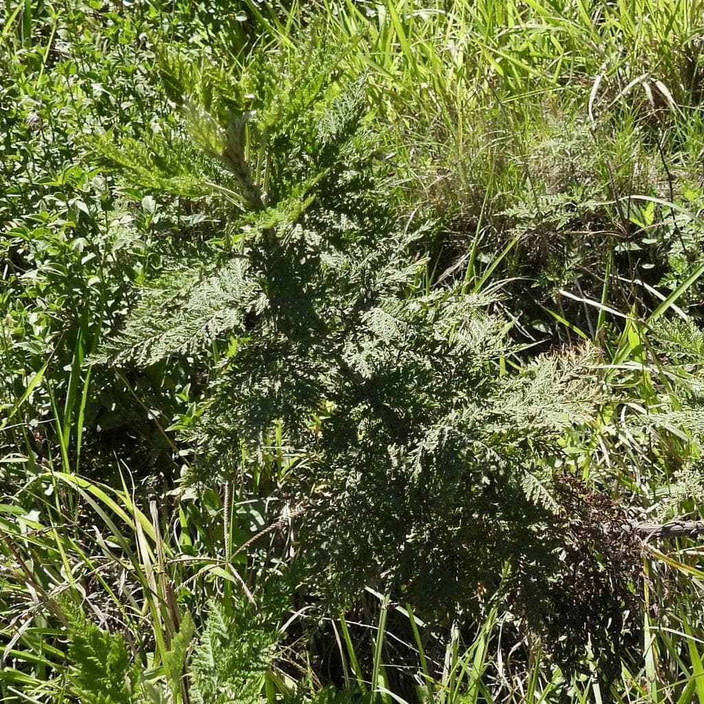 African Wormwood