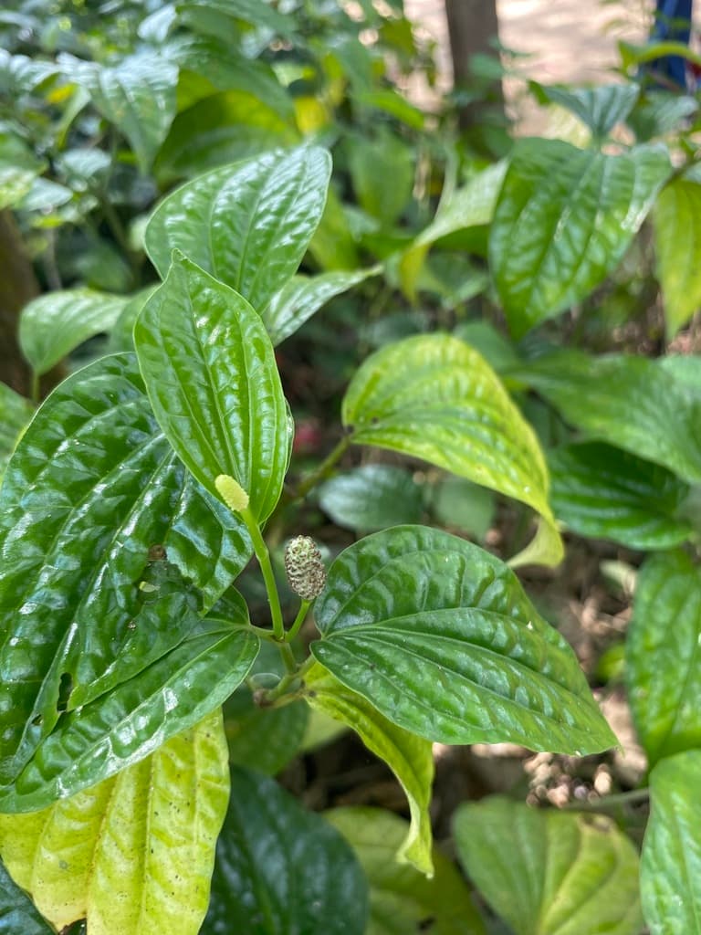 Pippali