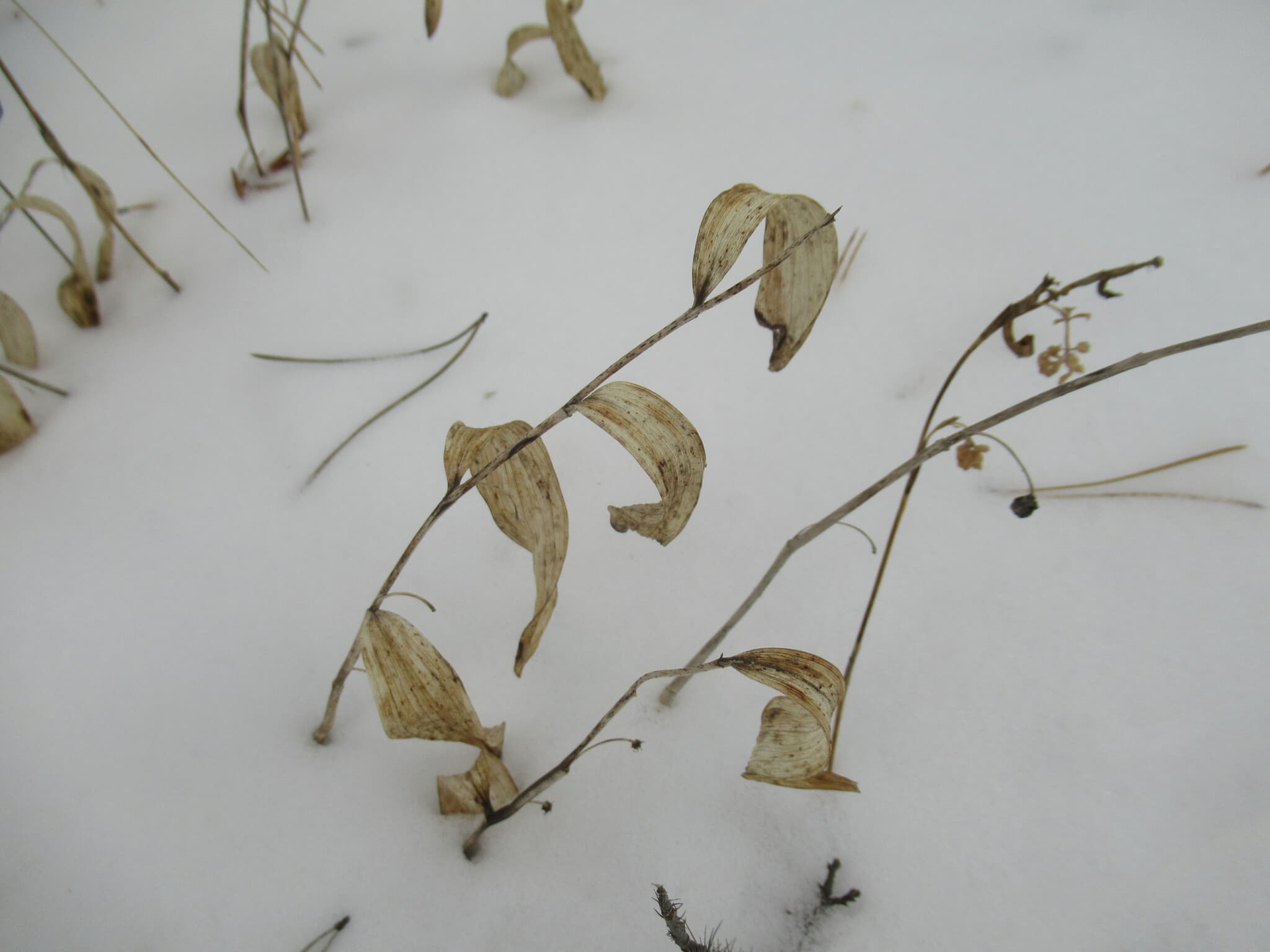 Polygonatum (Yu Zhu)