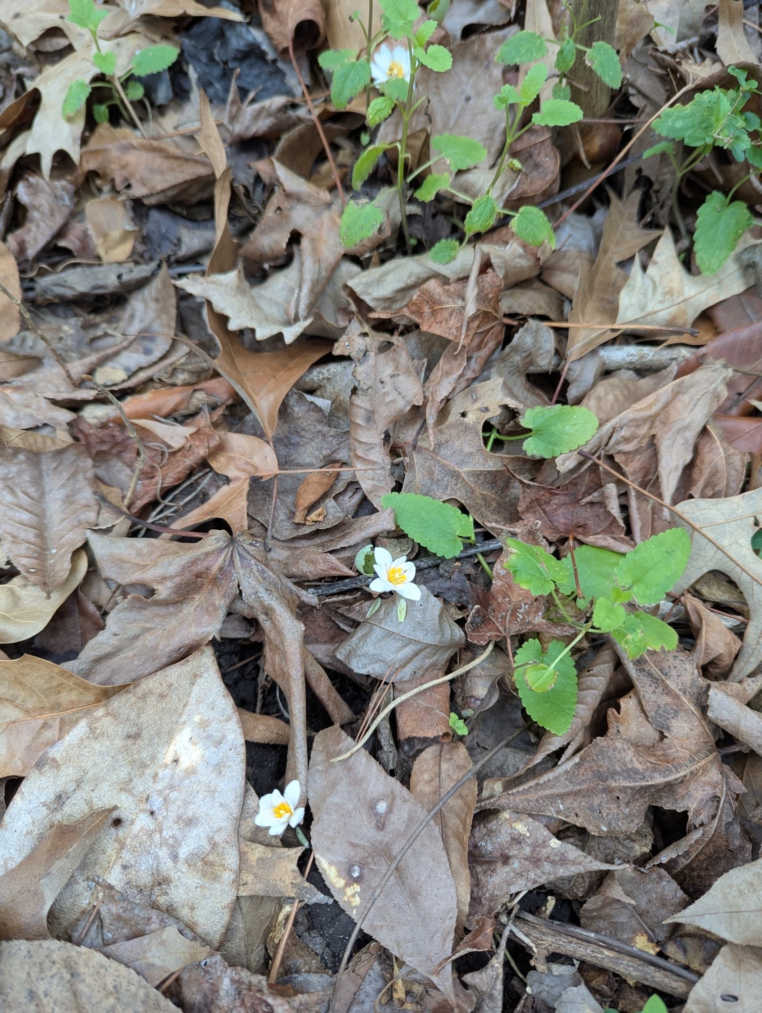 Bloodroot