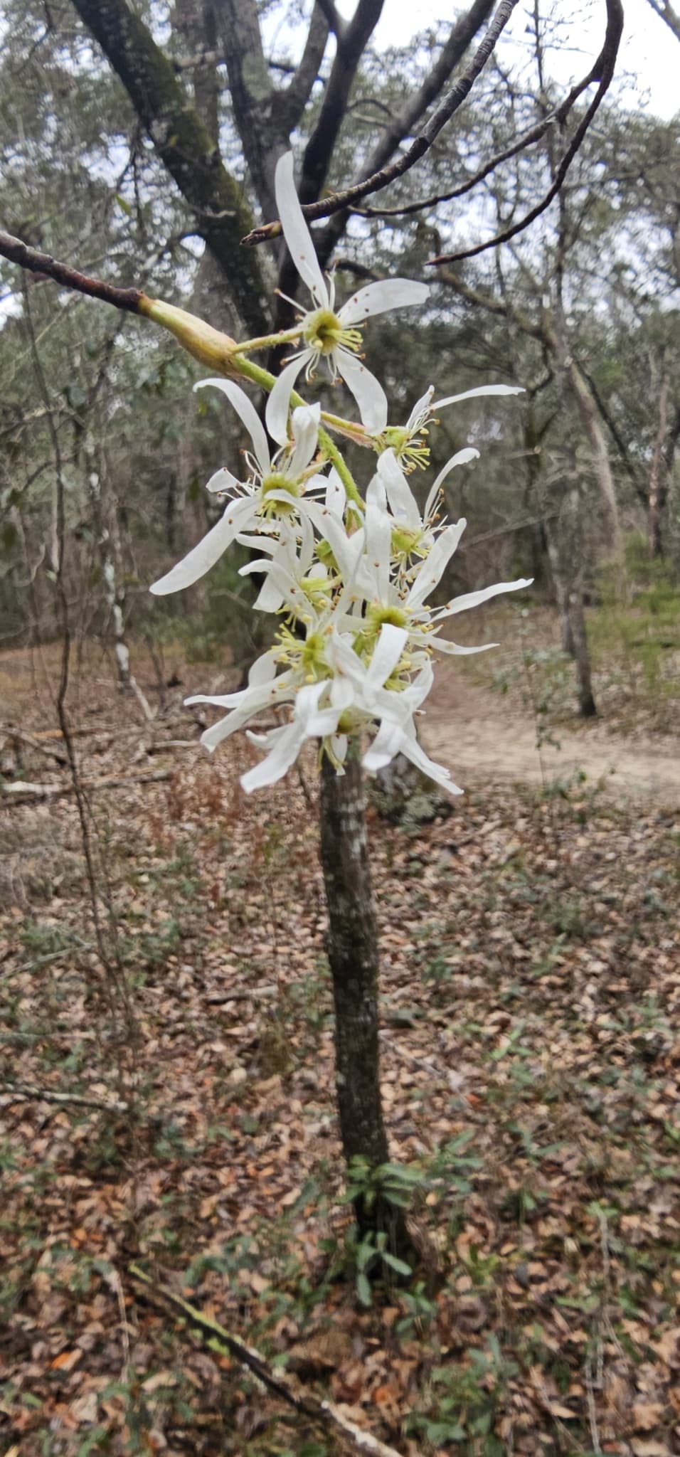 Fringe Tree