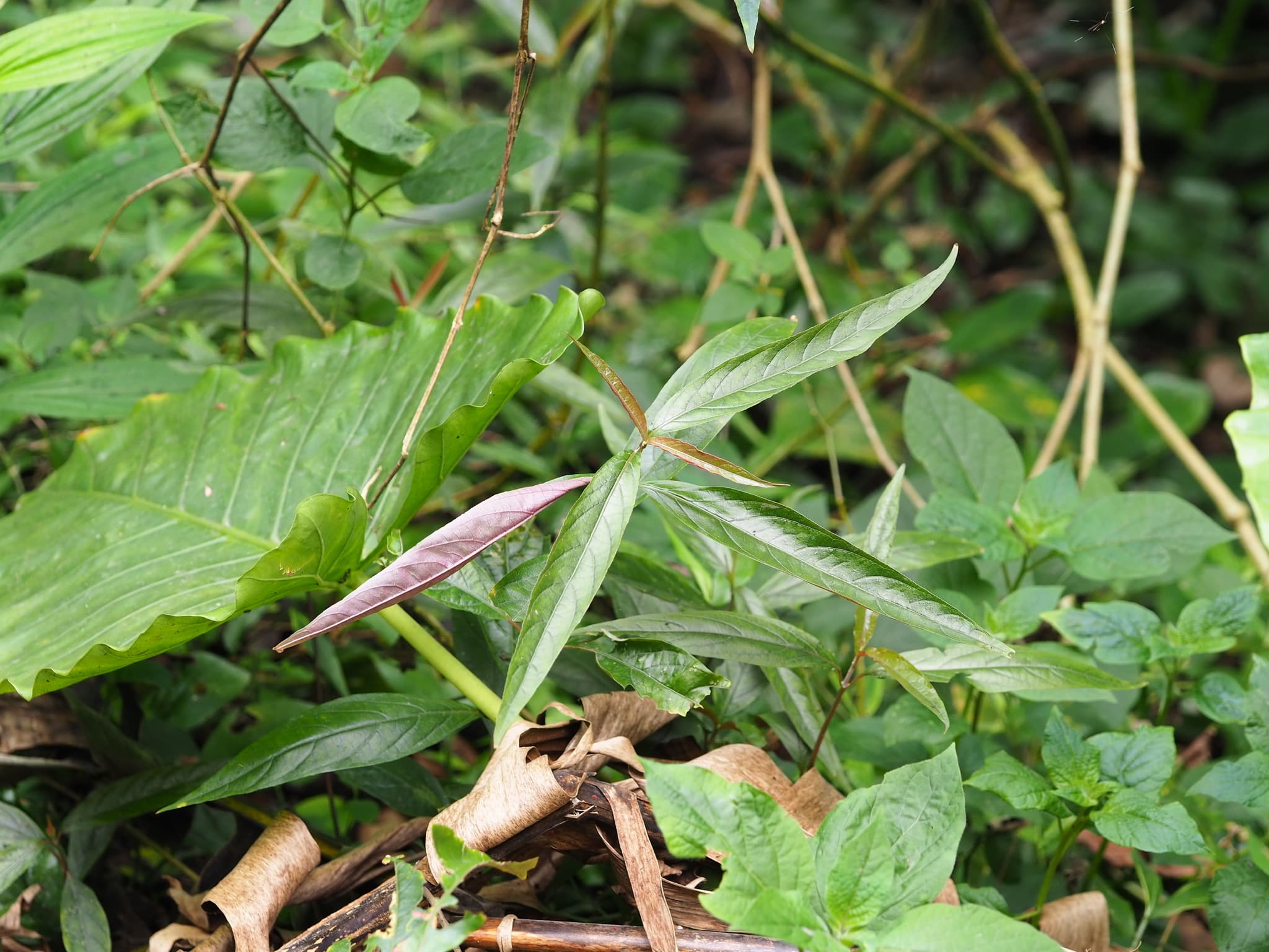 Achyranthes (Niu Xi)