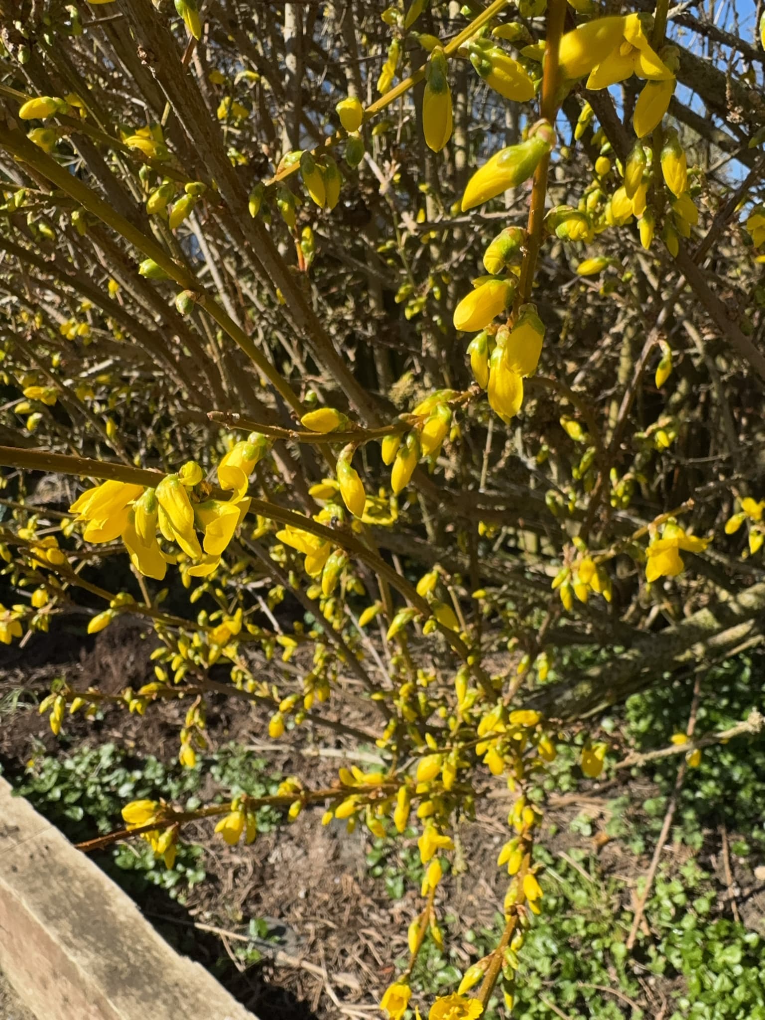 Forsythia (Lian Qiao)