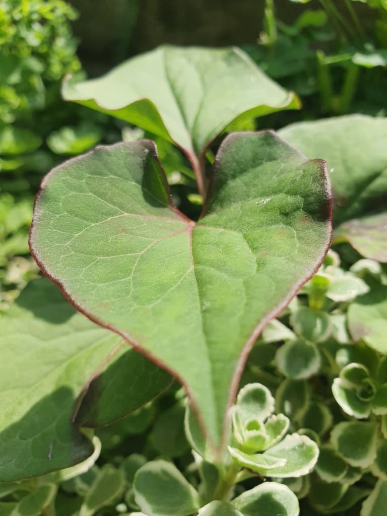 Houttuynia (Yu Xing Cao)