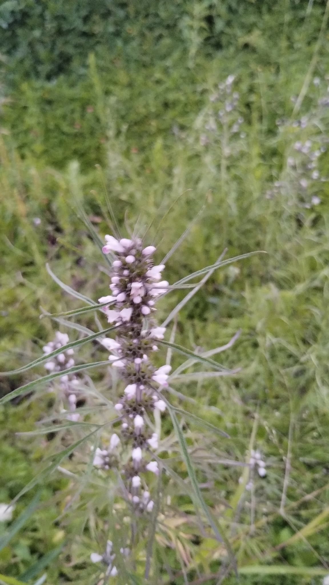 Leonurus (Yi Mu Cao)