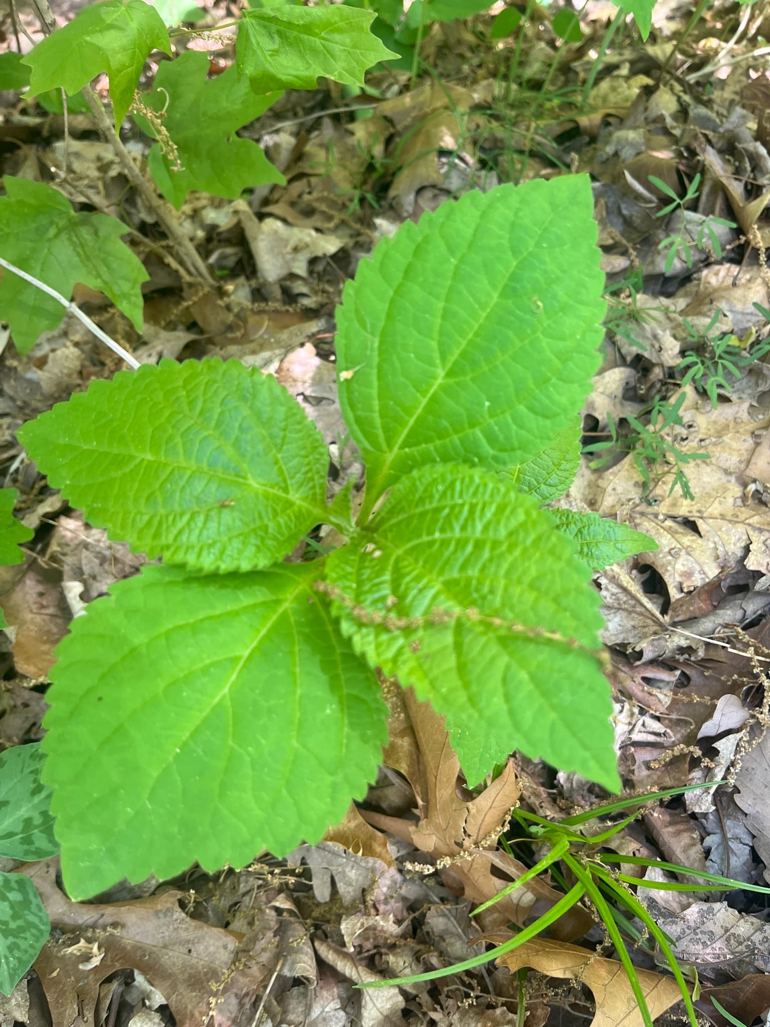 Stone Root (Collinsonia)