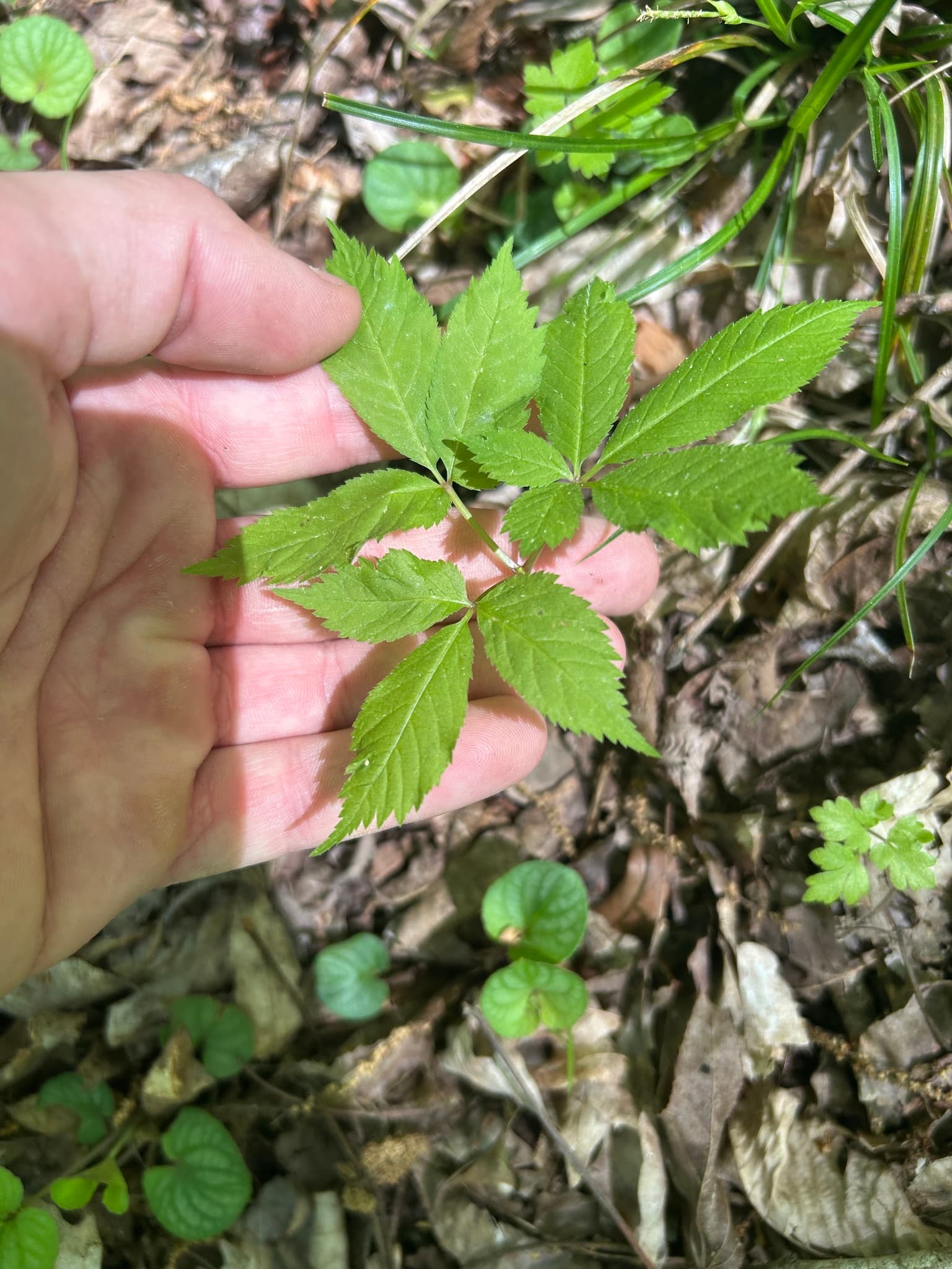 American Ginseng (Xi Yang Shen)