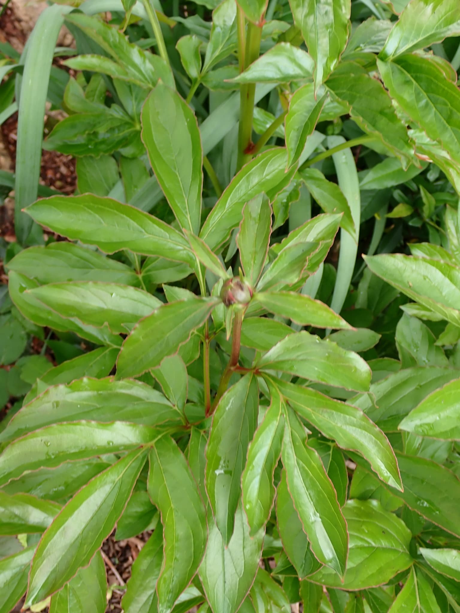 Red Peony (Chi Shao)