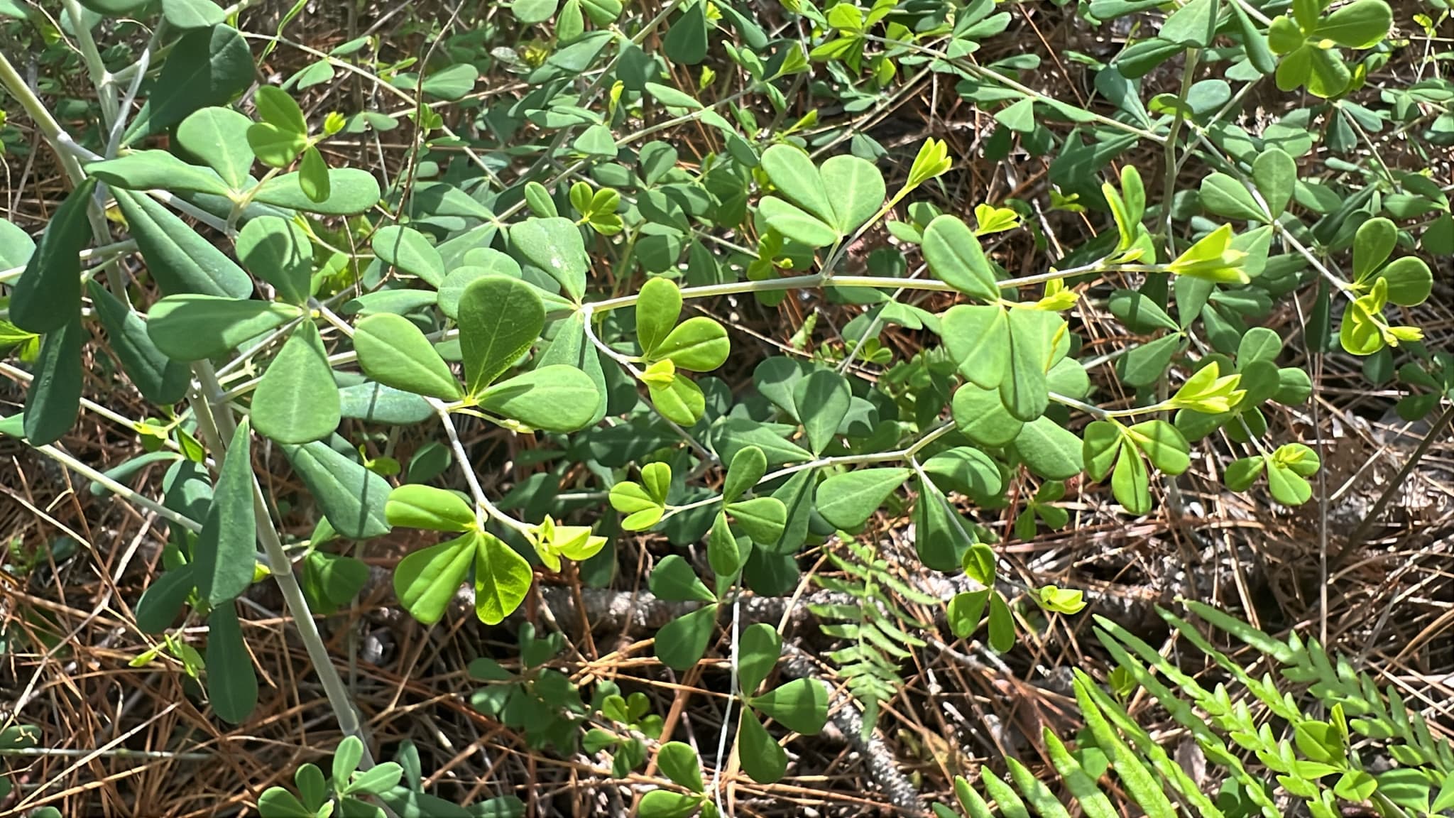 Baptisia (Wild Indigo)