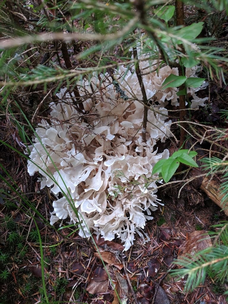 Cauliflower Mushroom