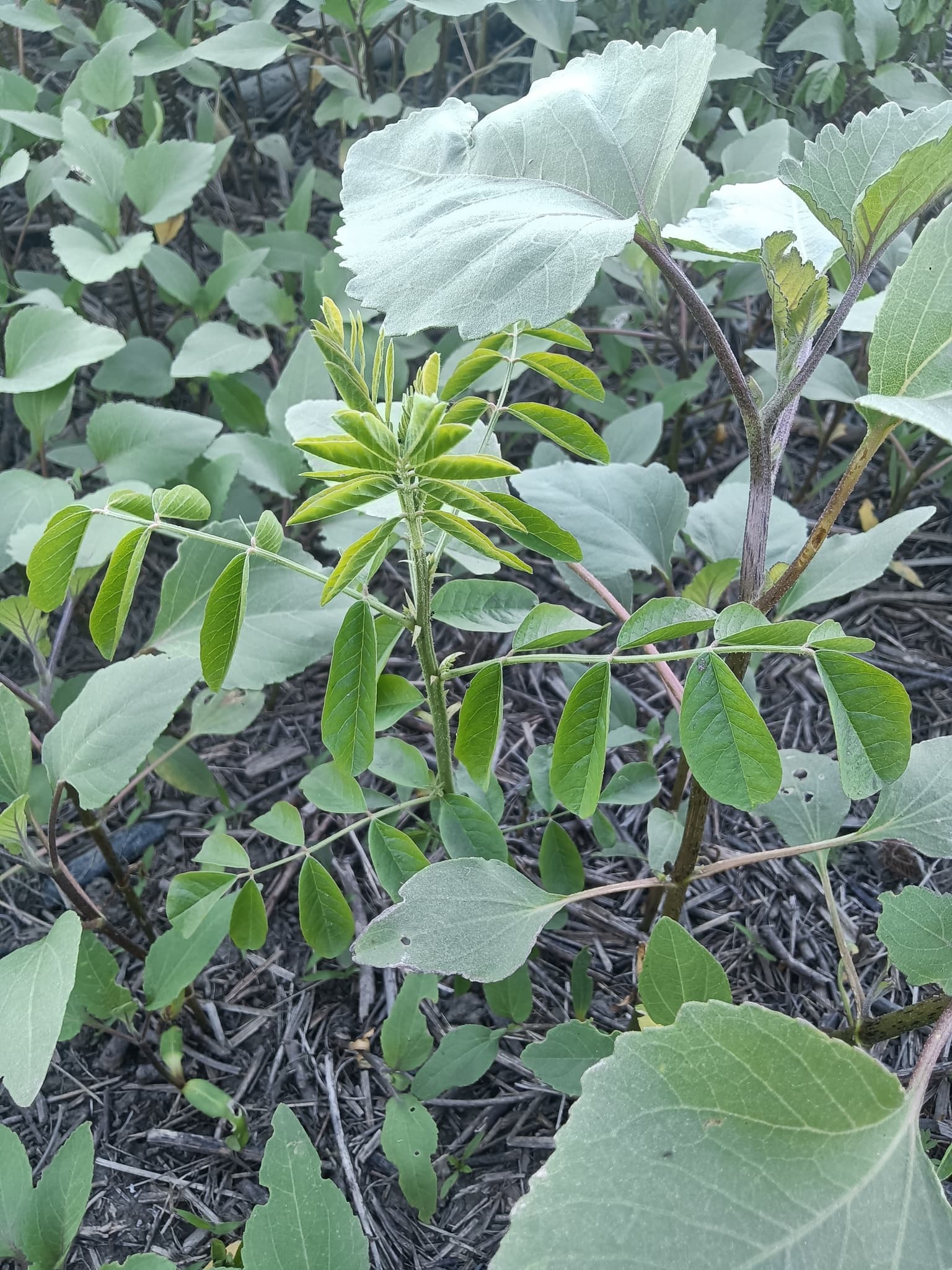 Licorice (Yashtimadhu / Gan Cao)