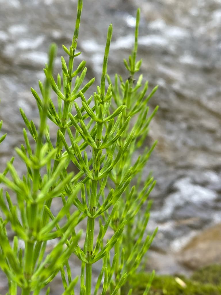 Horsetail