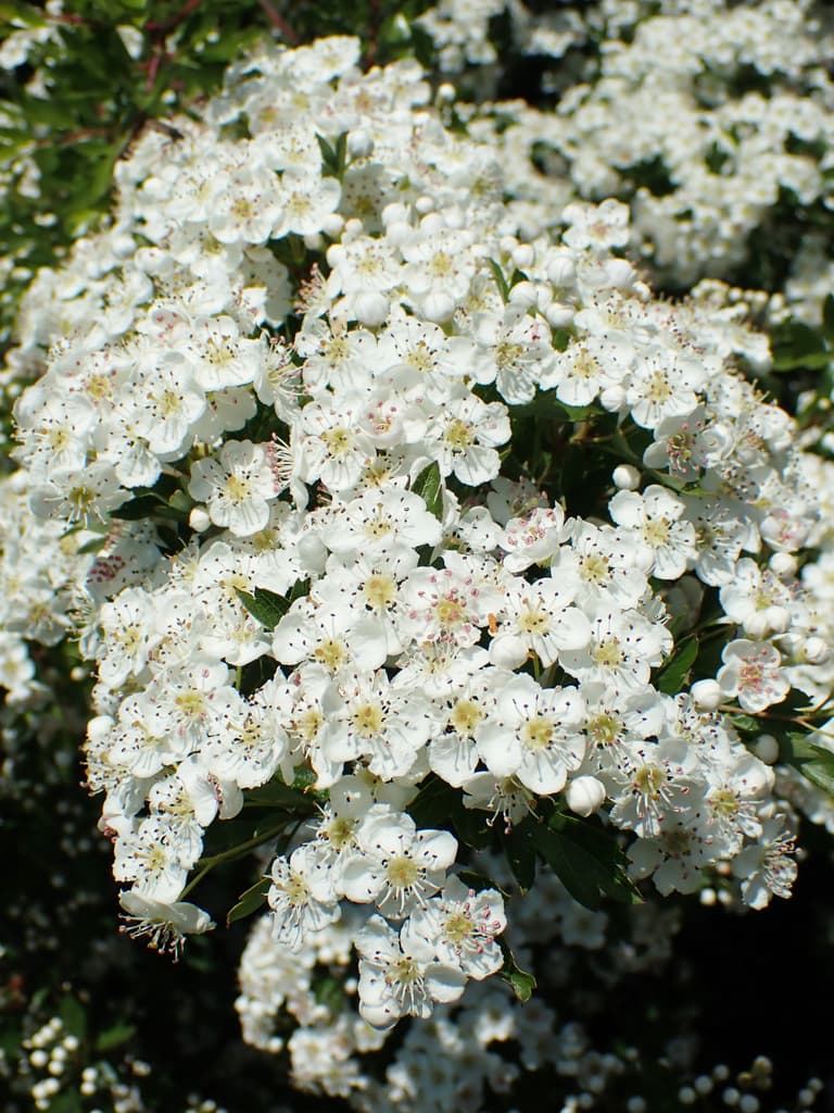 Hawthorn