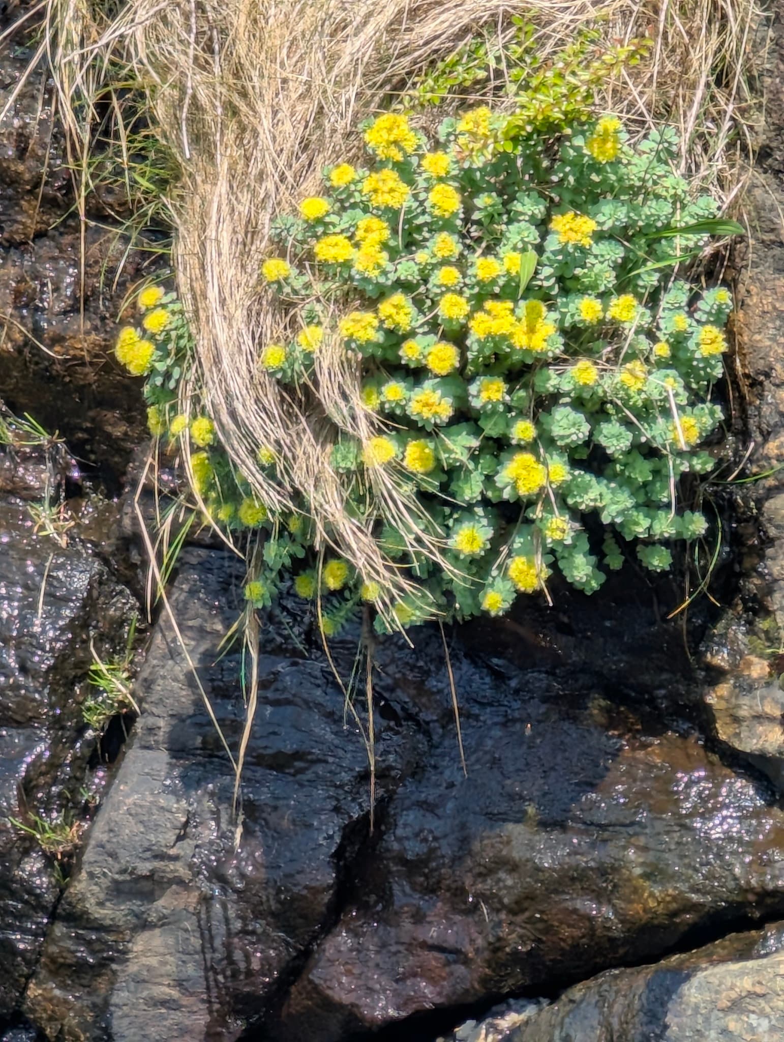 Rhodiola