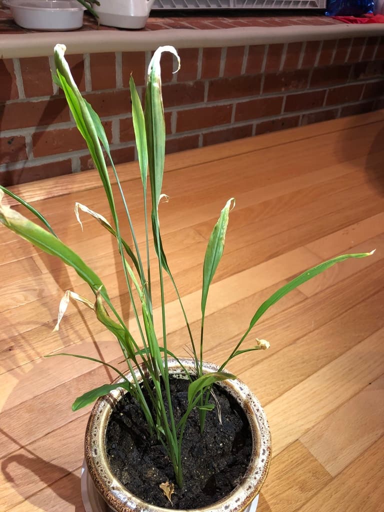 Notoginseng (San Qi)