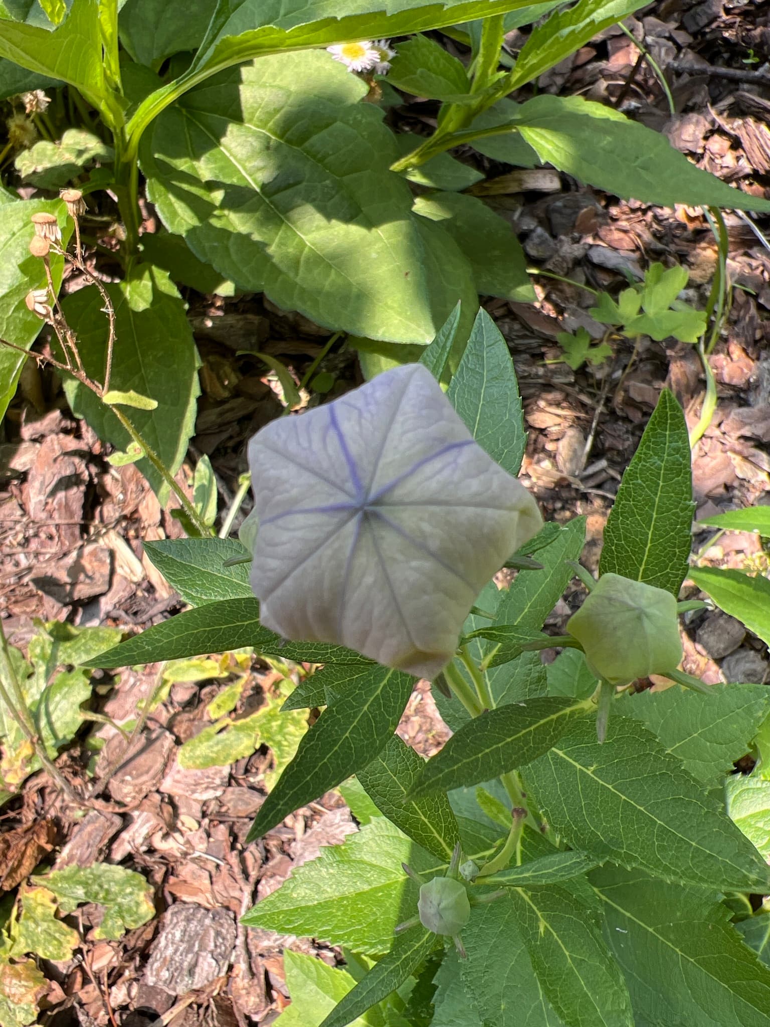 Platycodon (Jie Geng)