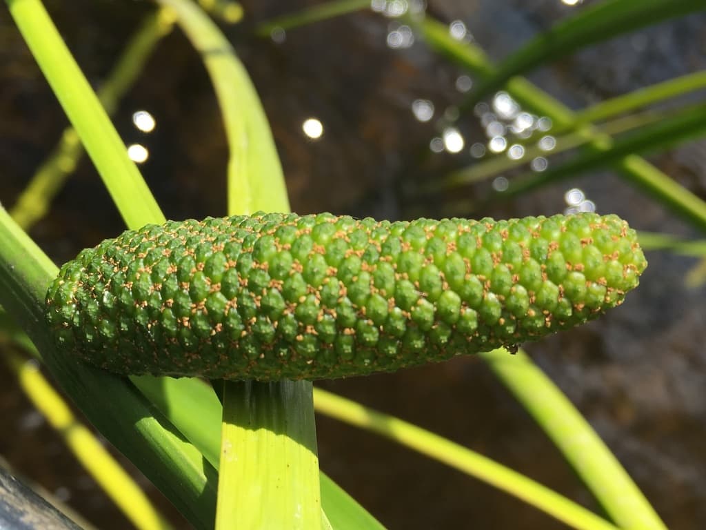Calamus (Vacha)
