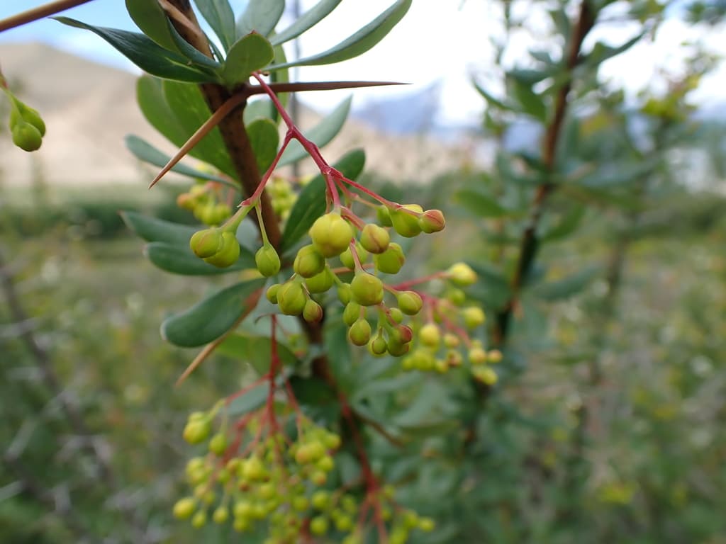 Daruharidra (Indian Barberry)