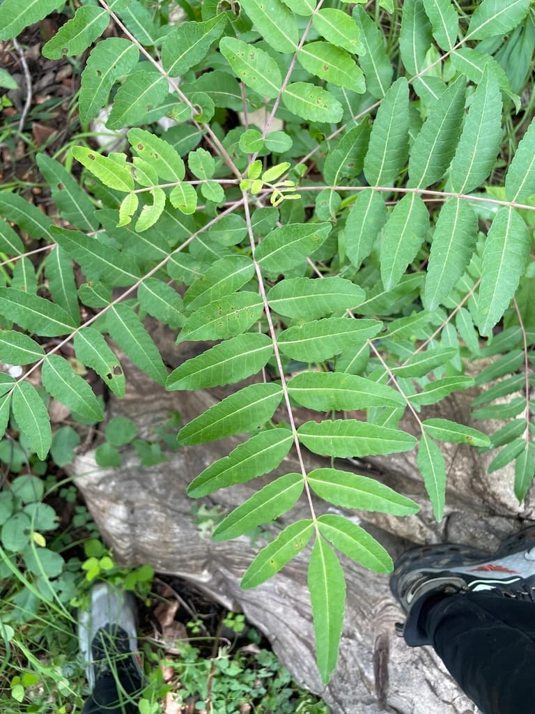 Boswellia (Shallaki / Indian Frankincense)