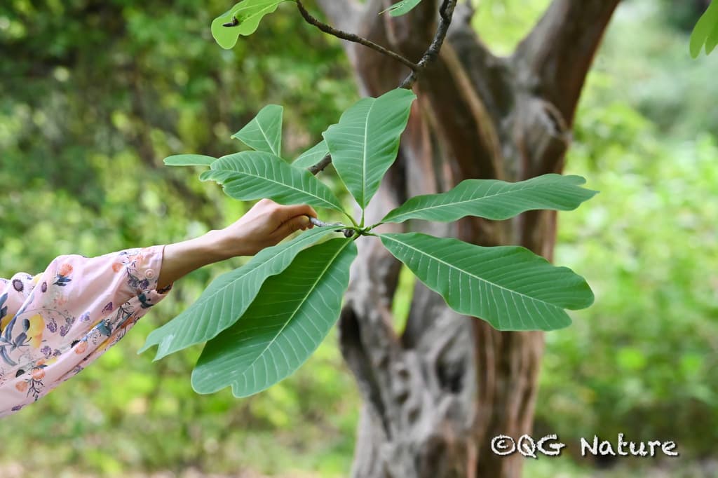 Magnolia Bark (Hou Po)