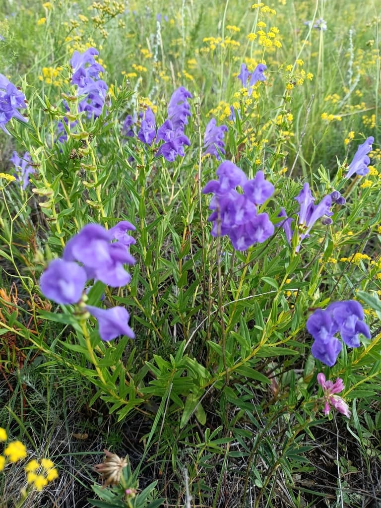 Scutellaria (Huang Qin)