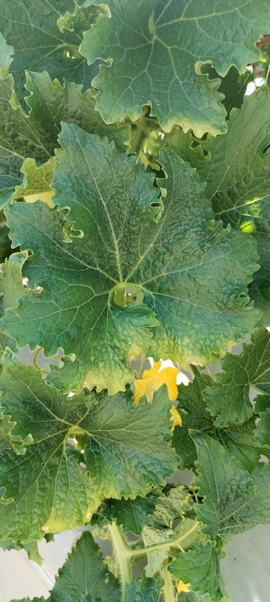 Kushmanda (Ash Gourd)