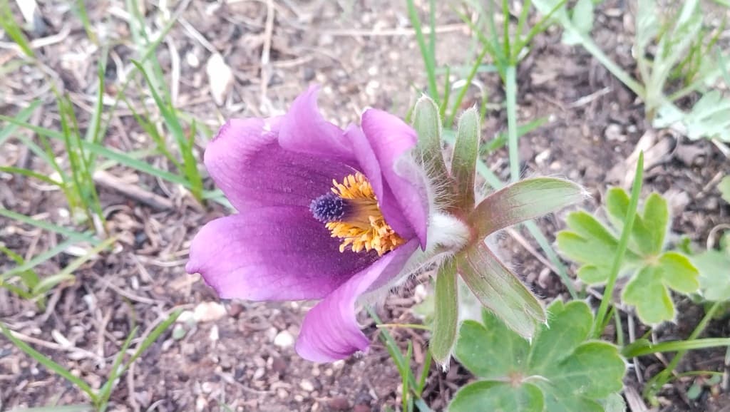 Pulsatilla TCM (Bai Tou Weng)
