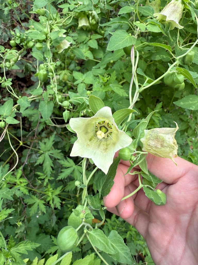 Codonopsis (Dang Shen)